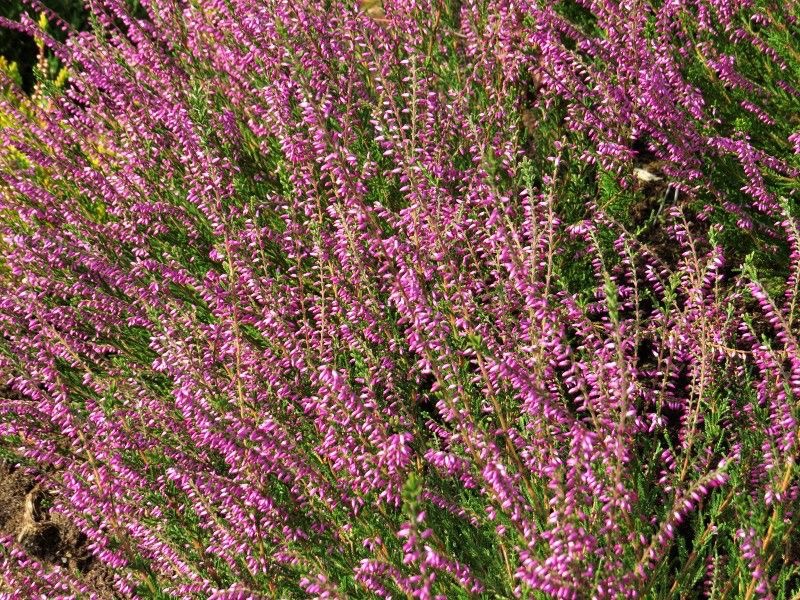 <p>Calluna vulgaris - <strong>Ericaceae</strong></p>