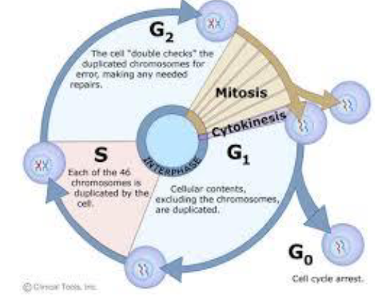 <ol><li><p>G1- cellular contents, excluding chromosomes, are duplicated. Cell grows</p></li><li><p>S- Each chromosome is replicated</p></li><li><p>G2- The cell “double checks” the duplicated chromosomes for errors, making any needed repairs. Prepares for mitosis.</p></li><li><p>Mitosis</p></li><li><p>Cytokinesis</p></li></ol><p></p><p>**G0- cell cycle arrest</p><p>**Interphase is all the way up until mitosis and includes, G1, G1/S checkpoint, S, G2, and G2/M checkpoint. The cell is growing during interphase. </p><p></p>