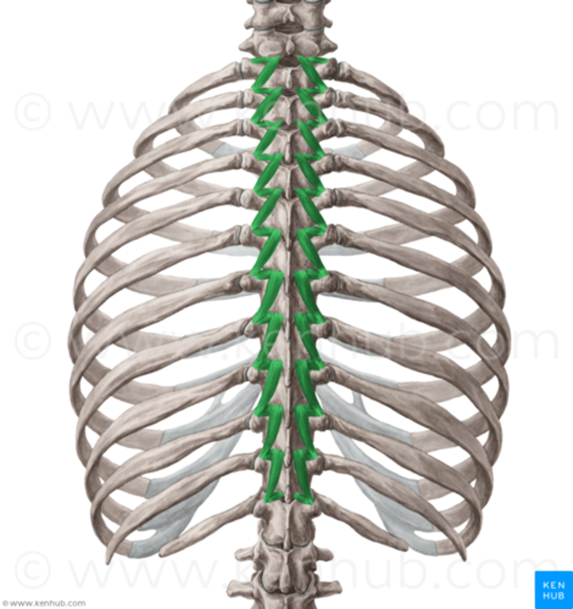 <p>-allows vertebral flexibility</p><p>-sits in between transverse process &amp; spinous process</p>