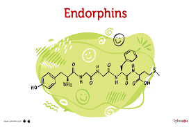 <p>endorphins</p>