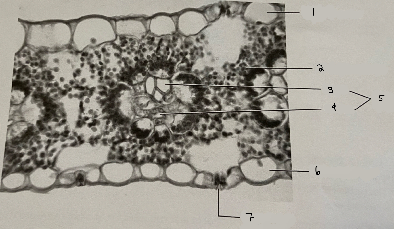 <p>is this a monocot or a dicot leaf?</p>