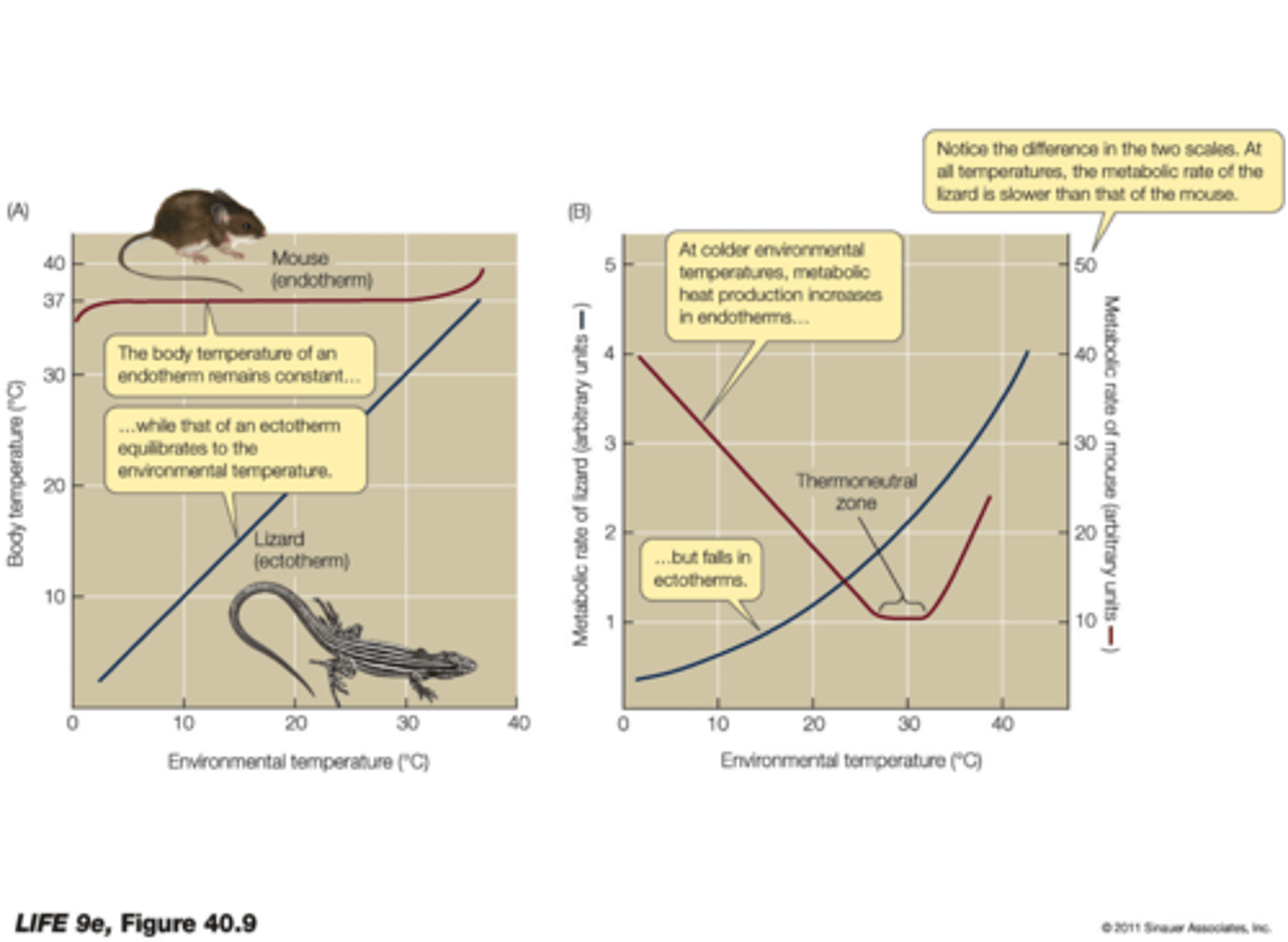 <p>--process of maintaining body temperature through the exchange of thermal energy with the surrounding environment.</p><p>- animals that do this are ectotherms (&gt;99.9% of animals are ectothermic)</p>
