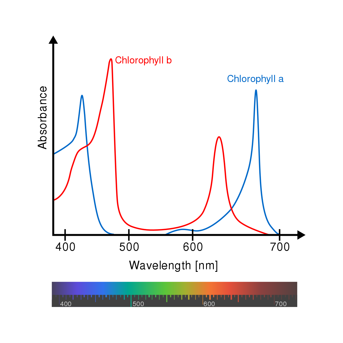 <ul><li><p>Participates directly in light reactions, converting solar energy into chemical energy</p></li><li><p>Absorbs mainly blue-violet &amp; red light</p></li></ul>