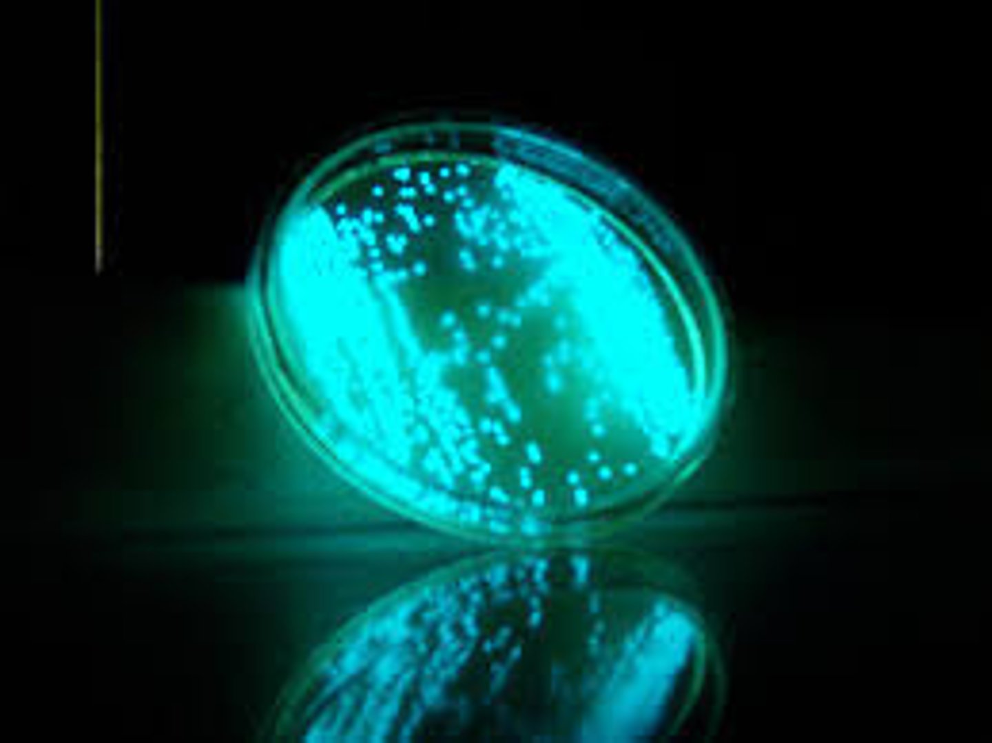 <p>bacterium that has the ability to act as an bioluminescent and often forms mutualistic symbioses with invertebrates</p>