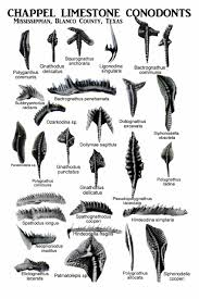 <p>chordate fossil origin: conodonts</p>