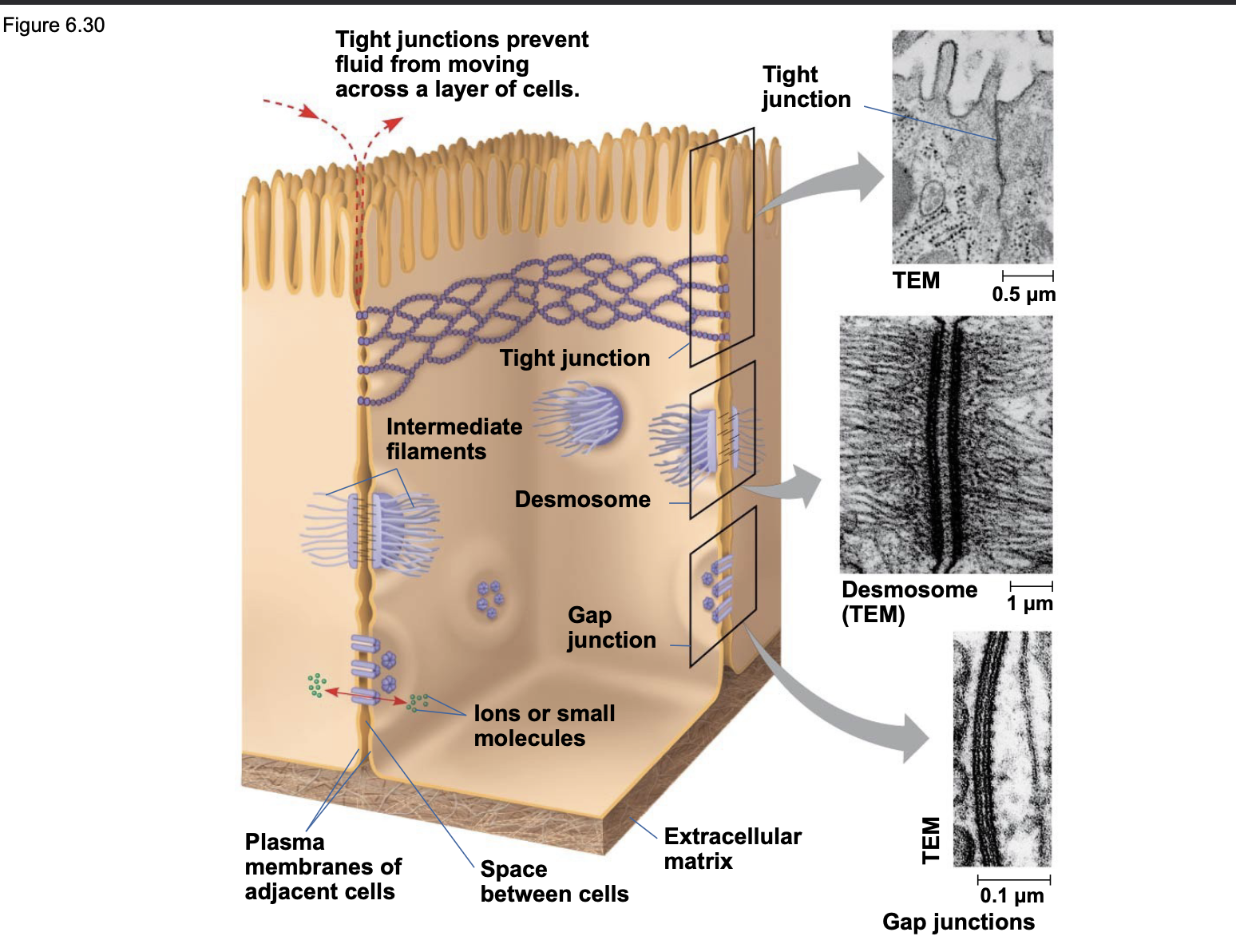 .Three types of cell junctions are common in epithelial tissues \n .At tight junctions, membranes of neighboring cells are pressed together, forming a waterproof barrier \n .Desmosomes (anchoring junctions) fasten cells together into strong sheets \n .Gap junctions (communicating junctions) provide cytoplasmic channels between adjacent cells

.The pattern of cell adhesion molecules on neurons controls the formation of the brain.