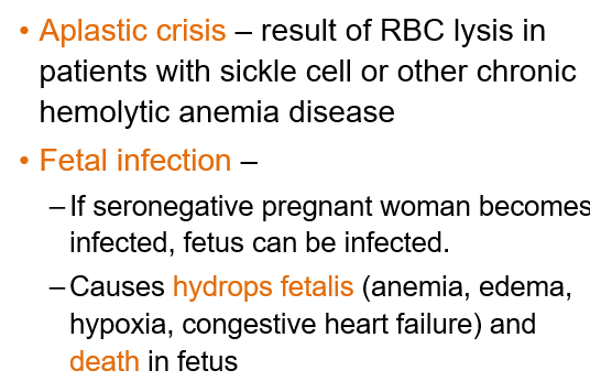 <ul><li><p><strong>Aplastic crisis</strong> in people with sickle cell or other chronic anemia, caused by red blood cell destruction.</p></li><li><p><strong>Fetal infection</strong> if a pregnant woman gets infected, which can lead to <strong>hydrops fetalis</strong> (anemia, swelling, heart failure) and <strong>death of the fetus</strong>.</p></li></ul><p></p>