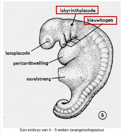 <ul><li><p>aan de bovenkant van het embryo: labyrinthplacode → referentie naar plaats waar het labyrint van het oor zich zal ontwikkelen</p></li><li><p>net daaronder: kieuwbogen → structuren die essentieel zijn voor ontwikkeling van gezicht &amp; nek</p></li><li><p>aan voorkant van embryo: lensplacode → duidt aan waar lens van het oog zich zal vormen</p></li><li><p>pericardzwelling: locatie van zich ontwikkelende hart</p></li><li><p>aan onderkant van embryo: navelstreng te zien, die embryo verbindt met placentale structuren</p></li></ul><p>→ weergave is typisch voor een stadium van embryonale ontwikkeling bij veel gewervelde dieren</p><p></p>