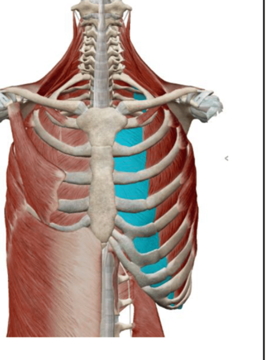 <p>contraction draws adjacent ribs together during forced exhalation</p>