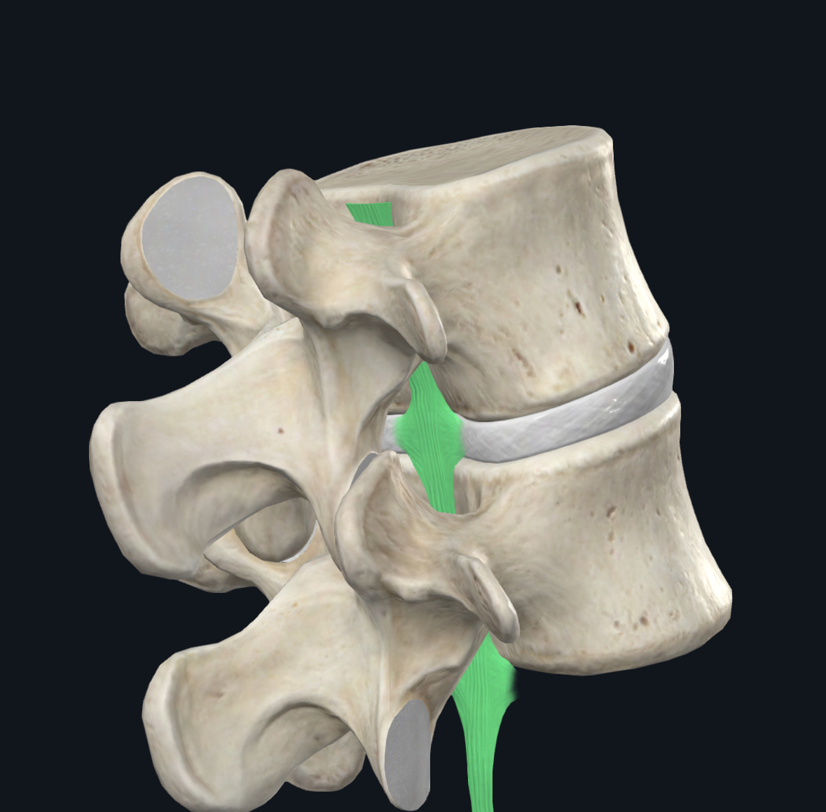 <p>Posterior longitudinal ligament function</p>