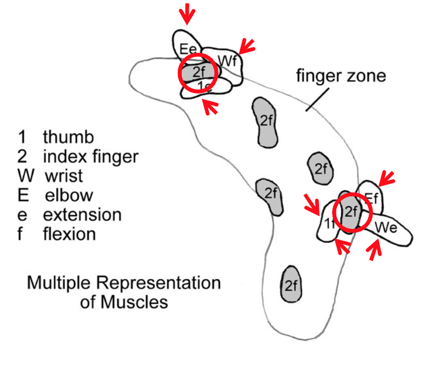 <p>How could a single motor nucleus (muscle) be represented in columns at many loci?</p>