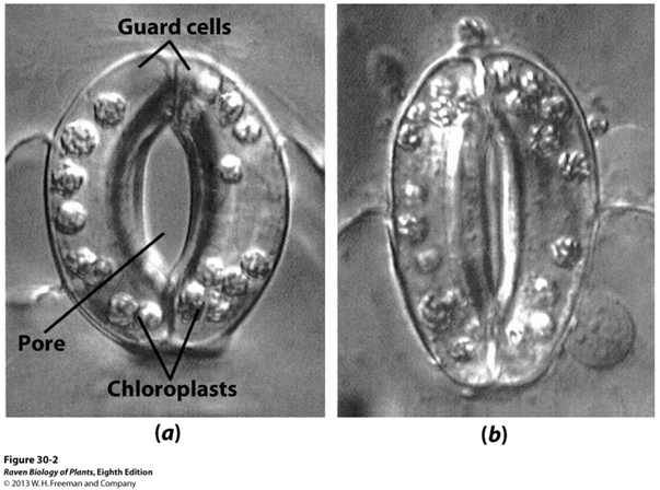 <ul><li><p>high turgor pressure [turgid]: open</p></li><li><p>low turgor pressure [flaccid]: closed</p></li></ul><p></p>