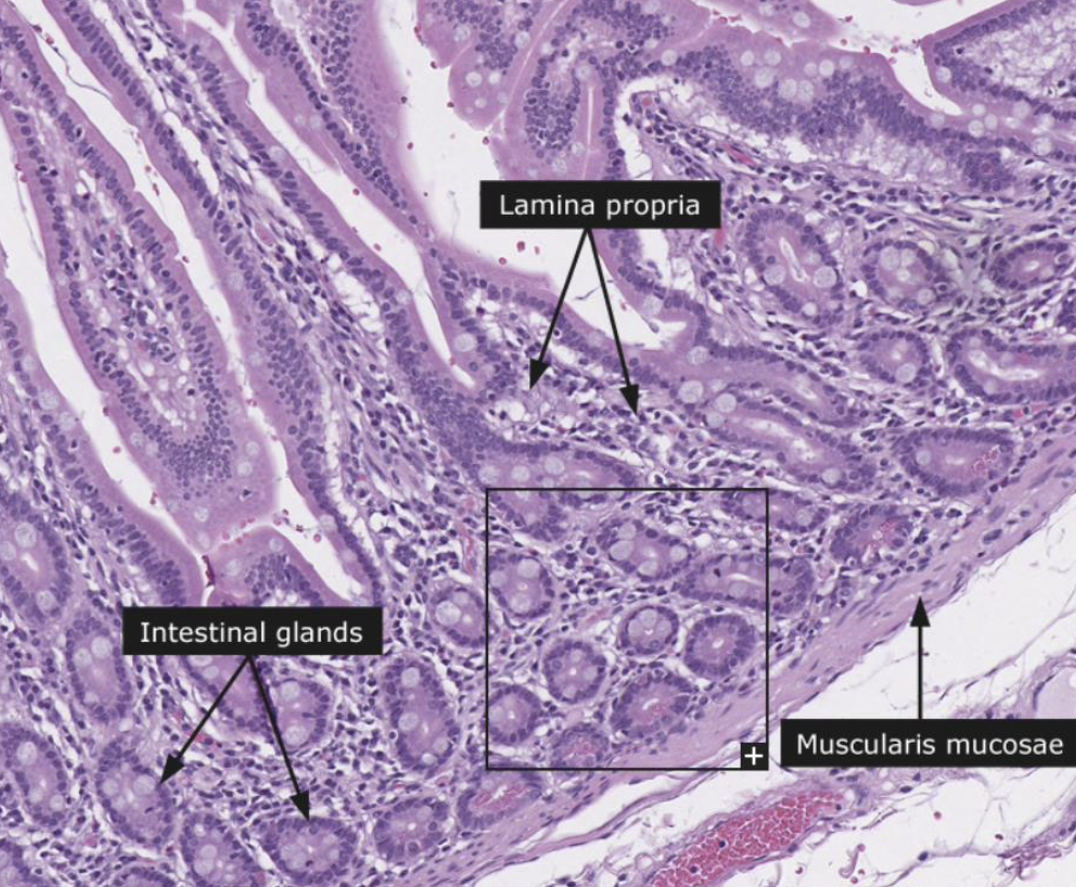 **Simple tubular intestinal glands; simple columnar enterocytes, goblet cells + Paneth cells**, enteroendocrine cells & stem cells (produce all the cells that line the crypts & villi) 

\
