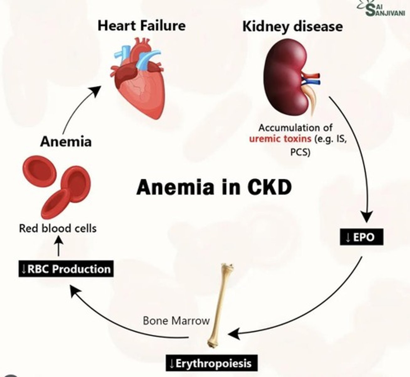 <p>Cardiac arrhythmias and uremic pericarditis.</p>