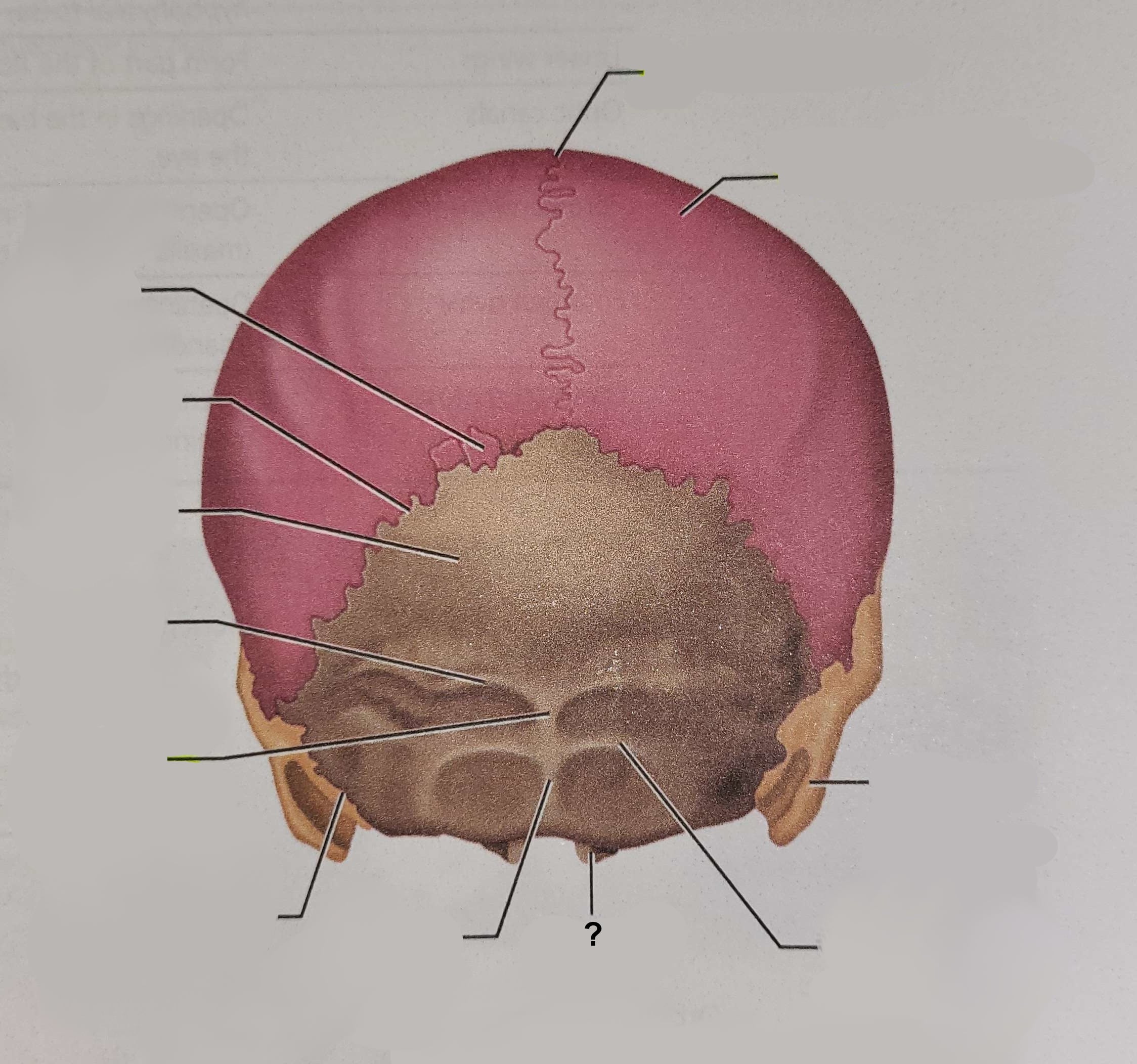 <p>Name the indicated structure</p>