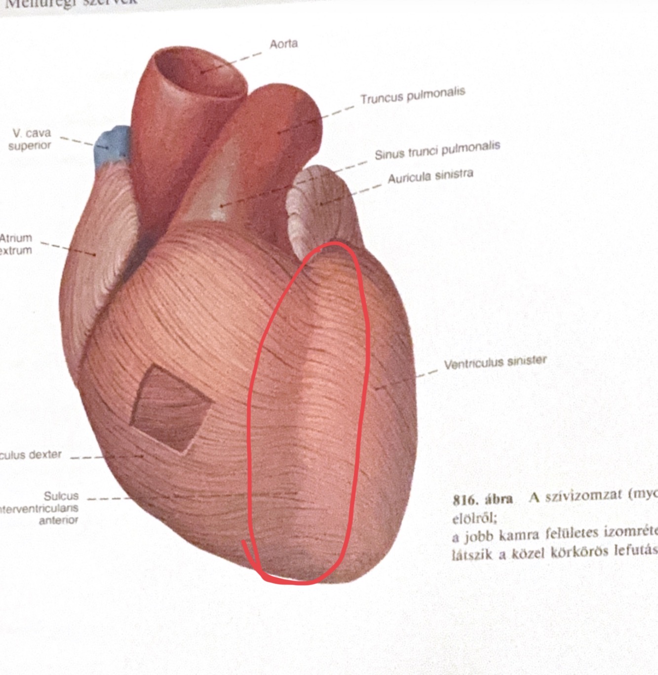 <p>Sulcus interventricularis</p>