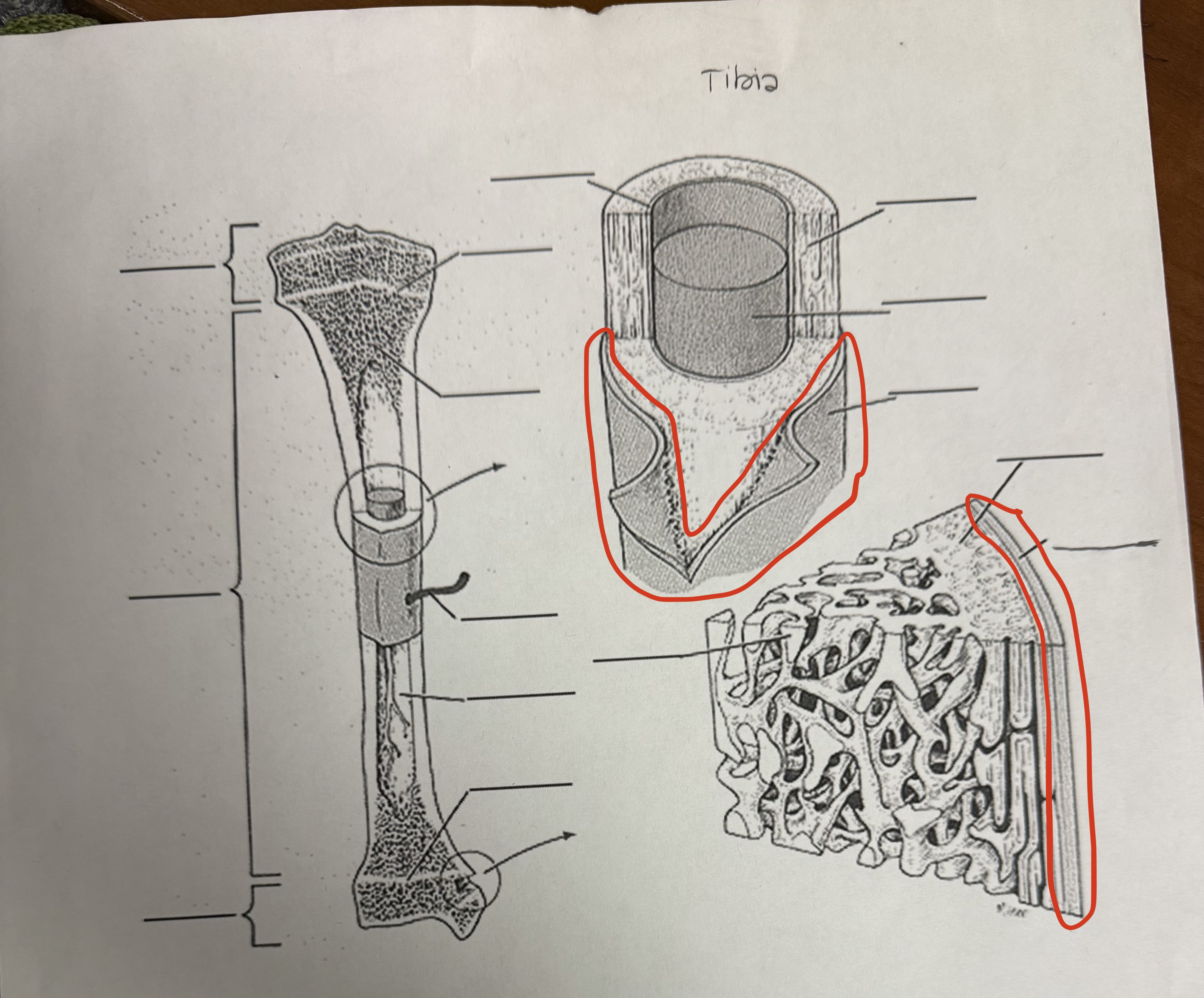 <p>Periosteum</p>