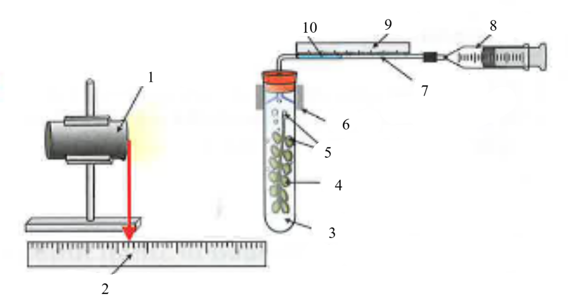 <p>label the apparatus of how to test how light intensity shows photosynthesis</p>