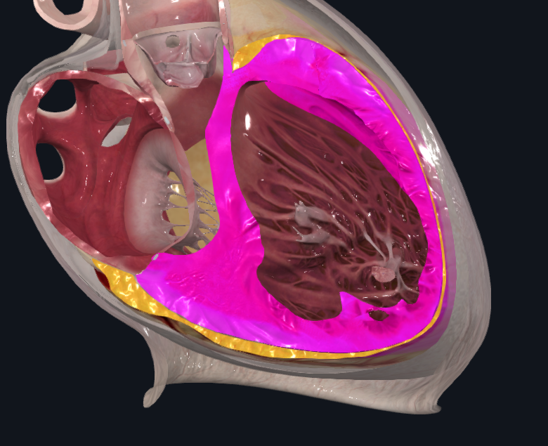 <p>Capa muscular del corazón entre el endocardio y epicardio</p><ul><li><p>Capaz de contracción involuntaria. </p></li><li><p>Más grueso en los ventrículos (más en izquierdo) que en aurículas</p></li></ul><p></p>