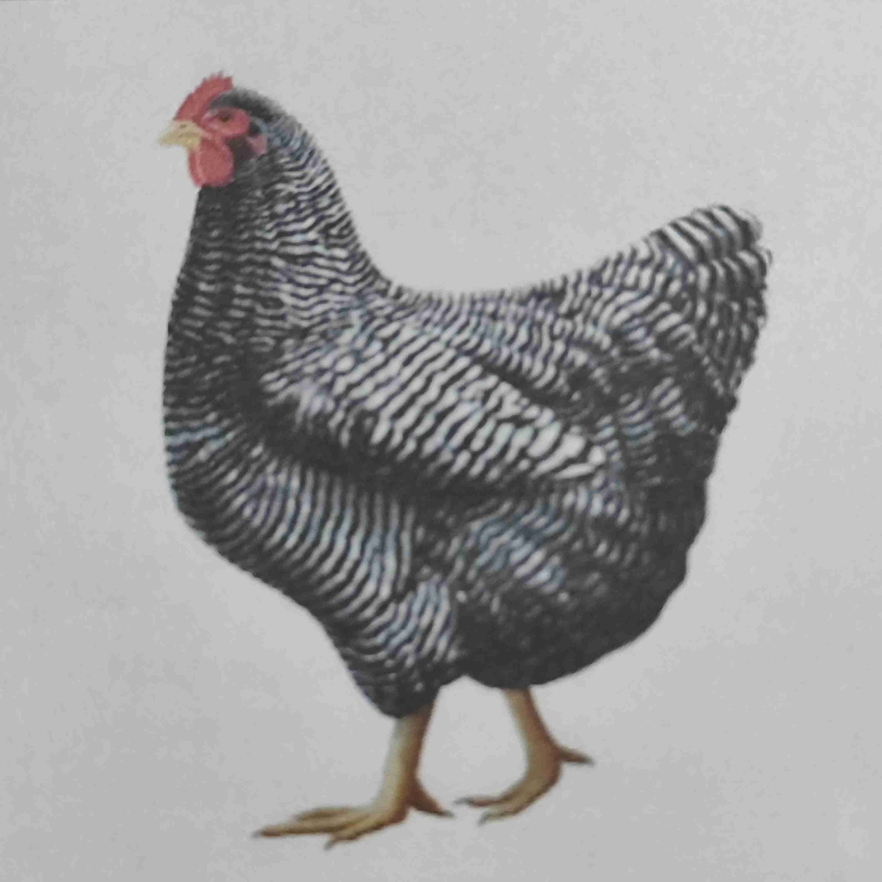 <p>Plymouth rock</p>