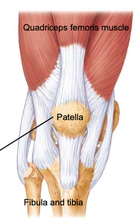 <p>a sesamoid bone (formed within connective tissue) enclosed in the tendon of the quadriceps femoris muscles; protects knee joint and improves leverage of the quadriceps muscles</p>