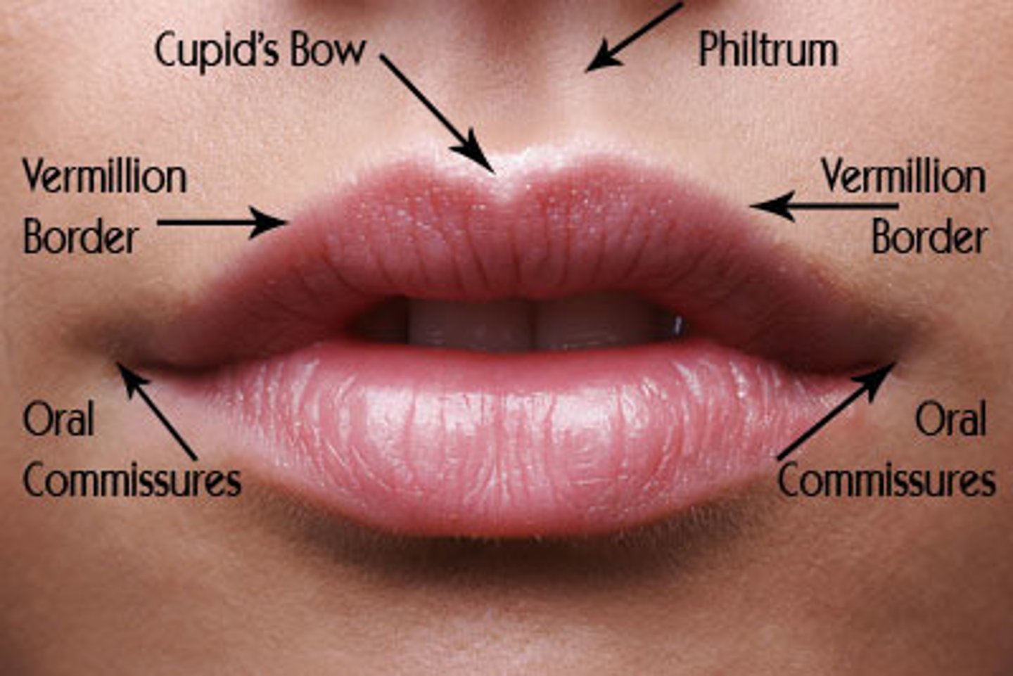 <p>Transitional zone of reddish tissue between the dry skin of the face and the moist mucosa of the oral cavity (lips)</p>