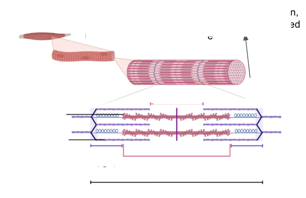 <p>Describe and label the ultrastructure of a myofibril</p>