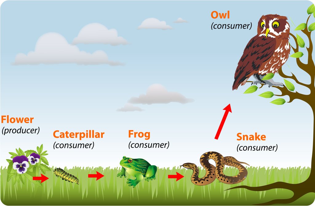 <p>The food chain is a linear sequence of organisms where nutrients and energy is transferred from one organism to the other. Shows what organism eats what.</p>