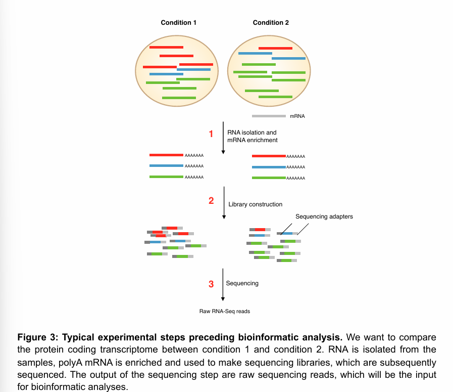 <p>After obtaining the samples you want to use for transcriptome analysis, the “pre-bioinformatics” part workflow can be divided into three components:</p><ul><li><p>RNA isolation and enrichment of the species of interest (mRNA in the figure).</p></li><li><p>Library construction</p></li><li><p>Sequencing</p></li></ul><p>The output of this process (and thus the input of the bioinformatics analysis) are the raw RNA-seq reads.</p><p></p>