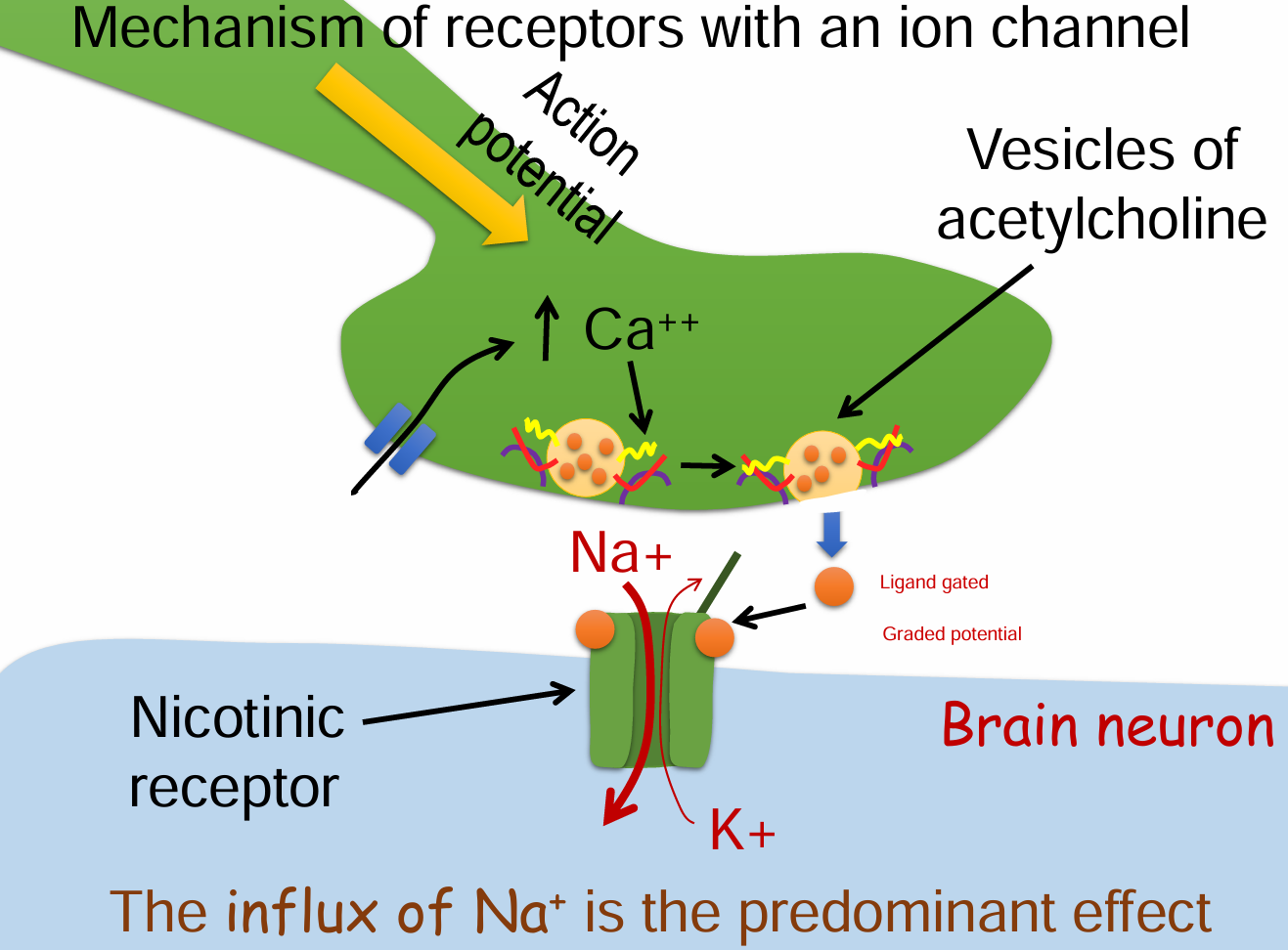 <ol><li><p>Action potential arrives at the presynaptic terminal.</p></li><li><p>Voltage-gated Ca²⁺ channels open → Ca²⁺ influx.</p></li><li><p>Vesicles release acetylcholine (ACh) into the synaptic cleft.</p></li><li><p>ACh binds to nicotinic receptors (ligand-gated ion channels) on the postsynaptic membrane.</p></li><li><p>The channel opens → Na⁺ flows in (predominant), K⁺ flows out.</p></li><li><p>The net influx of Na⁺ depolarizes the postsynaptic neuron → graded potential.</p></li></ol><p></p>