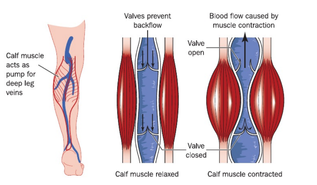<p>Unidirectional flow of the slow-moving blood is aided by internal valves that prevent back flow of blood</p><p>Thin walls of veins are easily compressed by surrounding muscles</p>