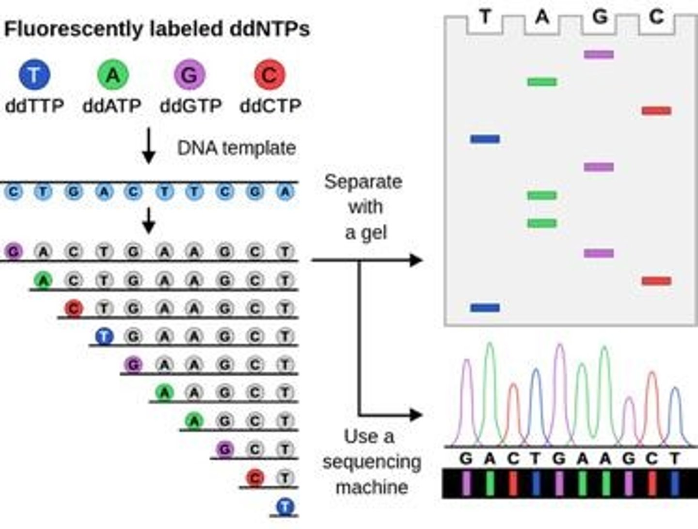 <p>It is a method developed by Frederick Sanger in 1977 for determining the nucleotide sequence of DNA.</p>