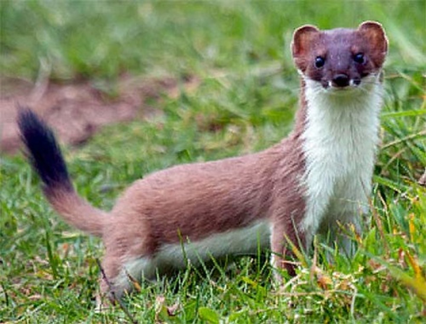 <p>Mustela erminea</p>