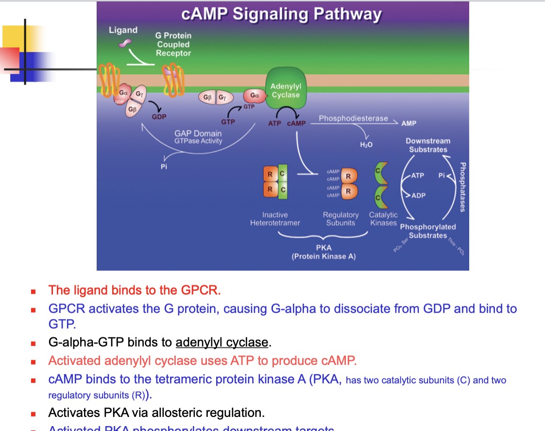 <p>can you list all 7 steps of the GCPR signaling pathway?</p>