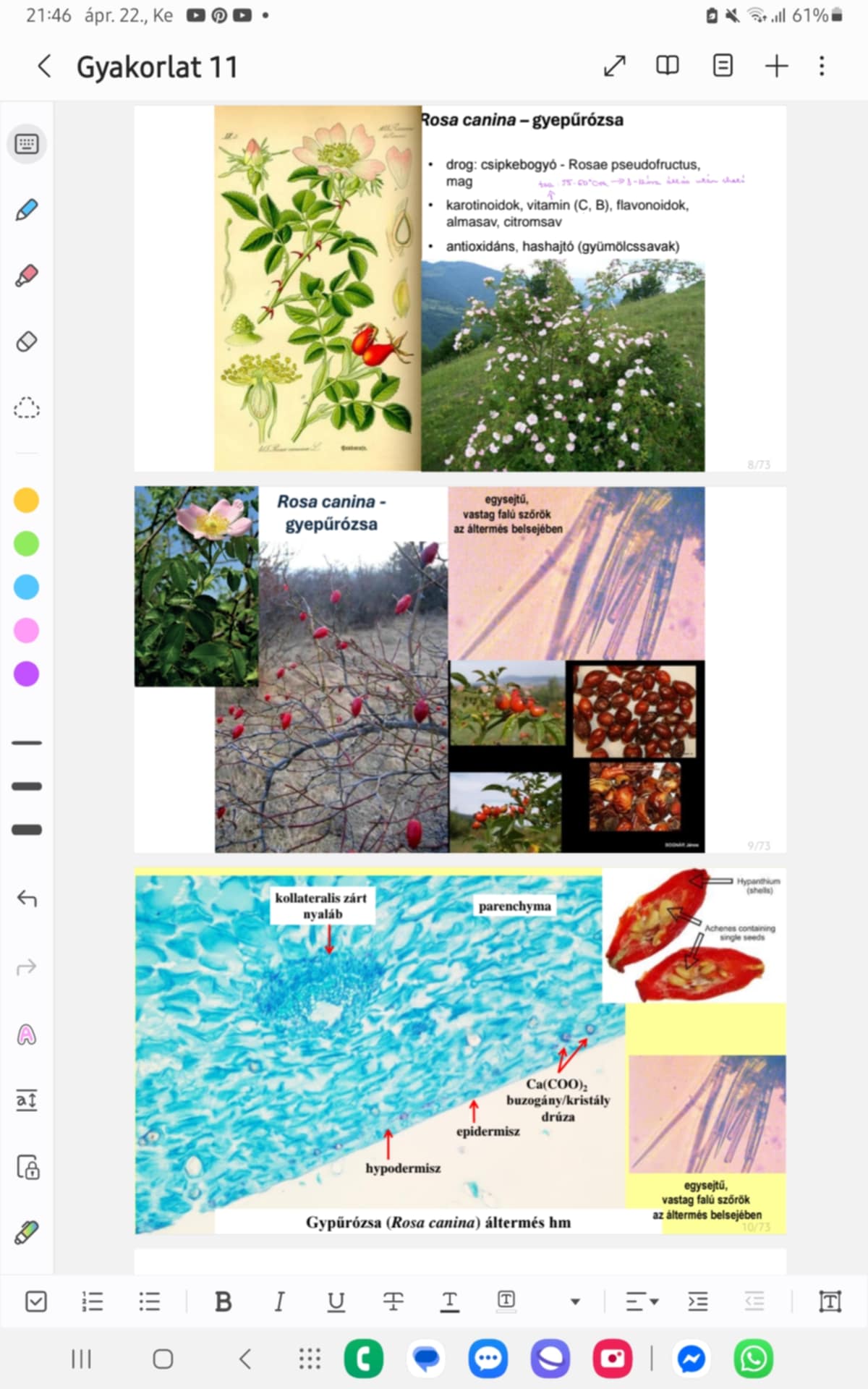 <p><strong>GYEPŰRÓZSA</strong></p><p><strong>Család, alcsalád, faj:</strong></p><p>Rosaceae - rózsafélék családja</p><p>Rosoideae - rózsafélék alcsaládja</p><p><strong>Előfordulás:</strong> É-Afrikában, Kaukázusban, Indiai-szubkontinensen, Eurpában honos; társulásközömbös, erdőszegélyeken és cserjésekben gyakori</p><p><strong>Morfológia:</strong></p><ul><li><p>1-4 m magas fásszárú cserje, microphanerphyta</p></li><li><p>LEVÉL: páratlanul szárnyasan összetett → LEVÉLKE: 5-7, fűrészes szélű</p></li><li><p>VIRÁGZAT: rózsaszín virág, megnyúlt bibeszál, máj.-jún.</p></li><li><p>ÁLTERMÉS: ovális-kerekded, piros</p></li></ul><p><strong>Drog:</strong> csipkerózsa-áltermés - Rosae pseudofructus (VIII.)/csipkebogyó és mag</p><p><strong>Hatóanyag:</strong> karotinoidok (likopin, B-karotin), vitamin (C, B), flavonoidok, almasav, citromsav, pektin, cukrok; aszmag: zsíros olaj, cserzőa., nyálka-poliszacharidok</p><p><strong>Alkalmazás: </strong>antioxidáns, hashajtó (gyümölcssavak), hasmenés ellen (pektin, cserzőa.), emésztési és húgyúti panaszok, diuretikum, vitaminpótló, lekvár, szörp</p><p><strong>Gyűjtés: </strong>csipkebogyó első dérig → szellős helyen, kiterítve, aszmagmentesen szárítva</p>