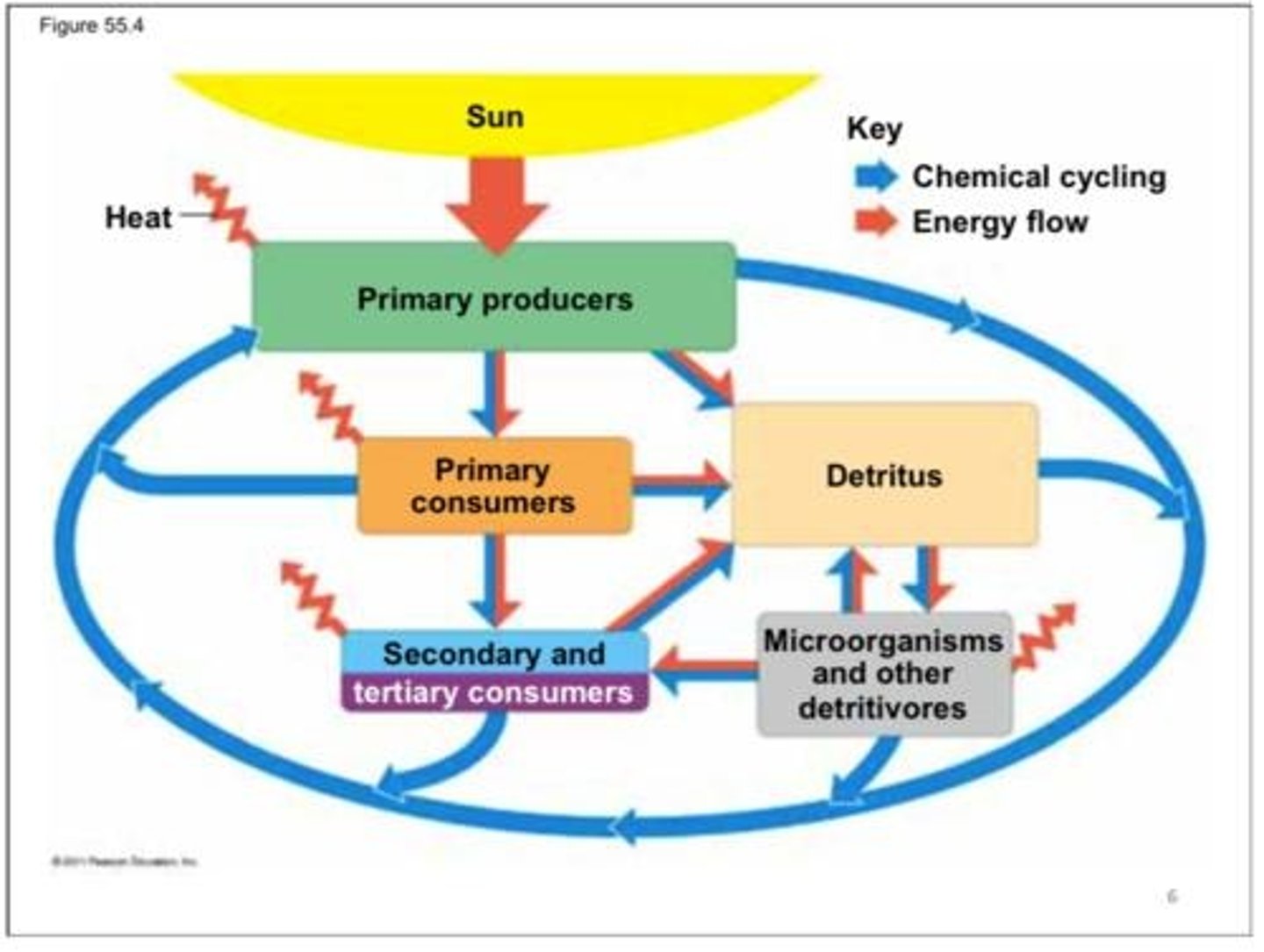 <p>Complex network of feeding relationships.</p>