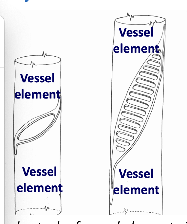 <p>cells in the xylem that transport water</p>
