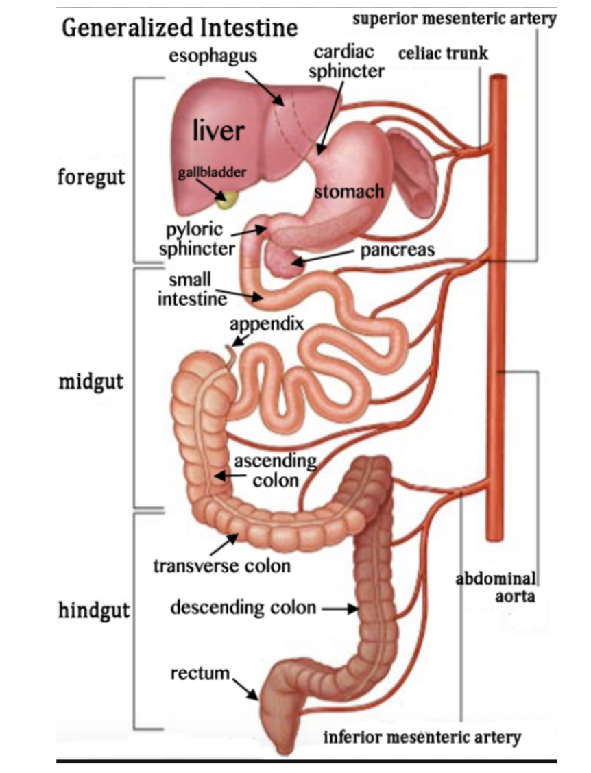 <p>Each is vascularized by distinct branches of aorta (vessels can be paired or single) </p><ul><li><p>Foregut — Celiac artery (CNX)</p></li><li><p>Midgut — Superior mesenteric artery (CNX)</p></li><li><p>Hindgut — Inferior mesenteric artery (Pelvis Splanchnic) </p></li></ul>