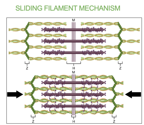 <ol><li><p><strong>Calcium binds to troponin</strong> : Ca²⁺ is released from the sarcoplasmic reticulum (SR) and binds to <strong>troponin</strong> on the thin filament.</p></li><li><p><strong>Exposure of Myosin-Binding Sites :</strong> <span>Troponin pulls tropomyosin away so that the myosin binding sites on actin are exposed.</span></p></li><li><p><strong>Cross-Bridge Formation &amp; Power Stroke: </strong>Myosin heads attach to actin, forming cross-bridges. Myosin pulls actin inward using a <strong>power stroke</strong>, shortening the sarcomere.</p></li><li><p><strong>Sarcomere shortens creating muscle contraction: </strong>Thin filaments slide inward toward the M line.</p><p> Z discs move closer together, I band shrinks, while A band stays the same width. </p></li></ol><p></p>