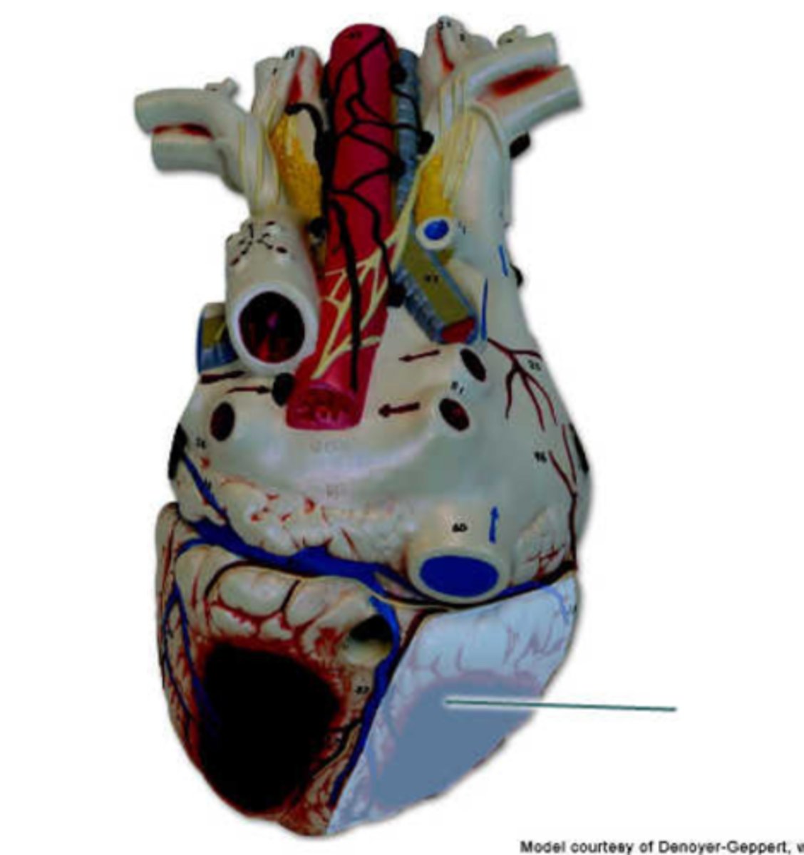 <p>right ventricle</p>