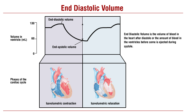 <p>volume of blood ejected per beat (mL)</p><p>usually approx. 70mL/beat</p><p>EDV (end diastolic volume) - ESV (end systolic volume)</p><p>NA acts on β1-receptors in the heart to increase  SV</p>