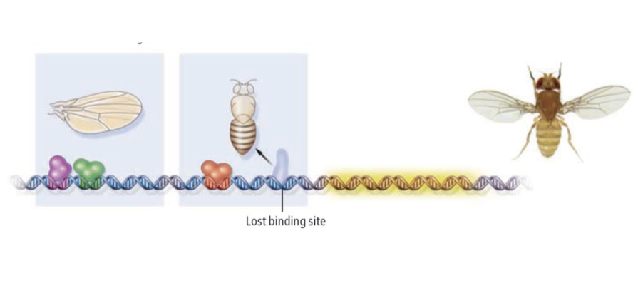 <p>loss of a binding site in the <em>abdomen specific enhancer</em> of the <em>Yellow </em>gene.</p>
