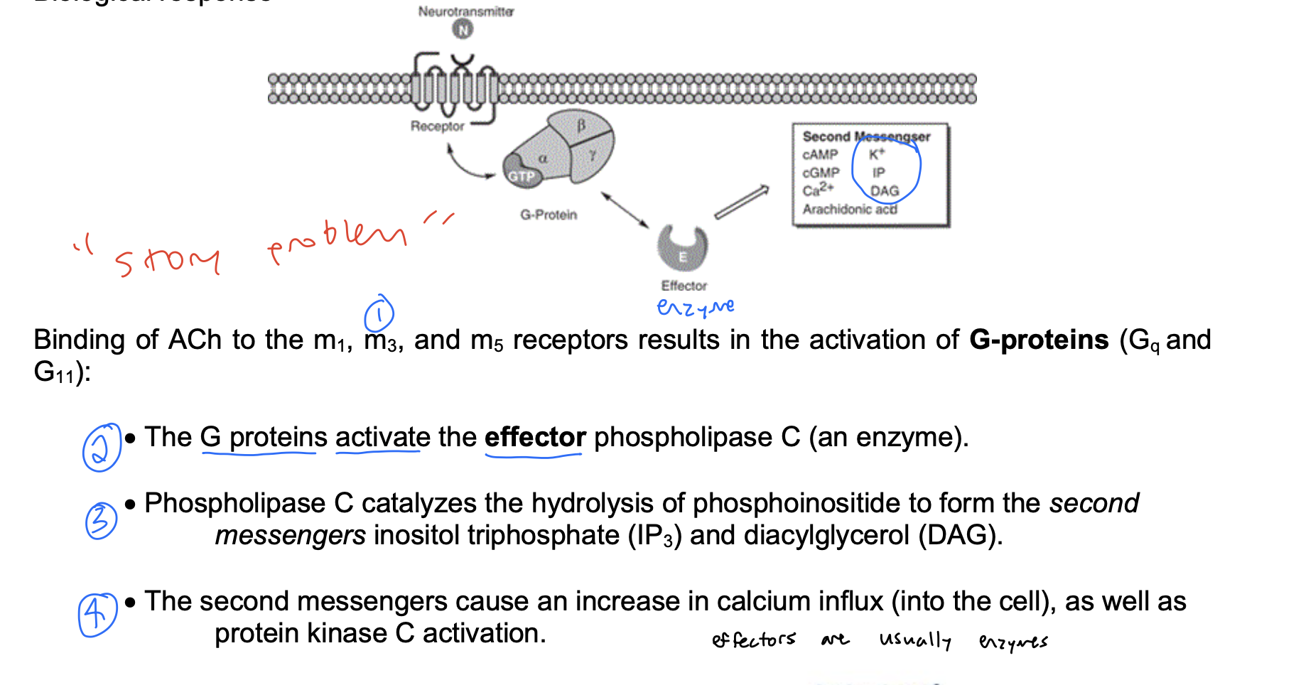 knowt flashcard image