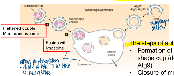 <p>the lysosome can also degrade cytosolic proteins and organelles </p><p>goal: </p><ul><li><p>acquisition of nutrients: self-eating </p></li><li><p>removal of non-functional organelles protein aggregates; microbes </p></li><li><p>cellular mechanism fro degradation </p></li></ul><p>steps:</p><ul><li><p>formation of crescent-shape cup (depends on Atg9) </p></li><li><p>closure of membrane cup (autophagosome) </p></li><li><p>autophagosome fuses with lysosome </p></li></ul><p></p>
