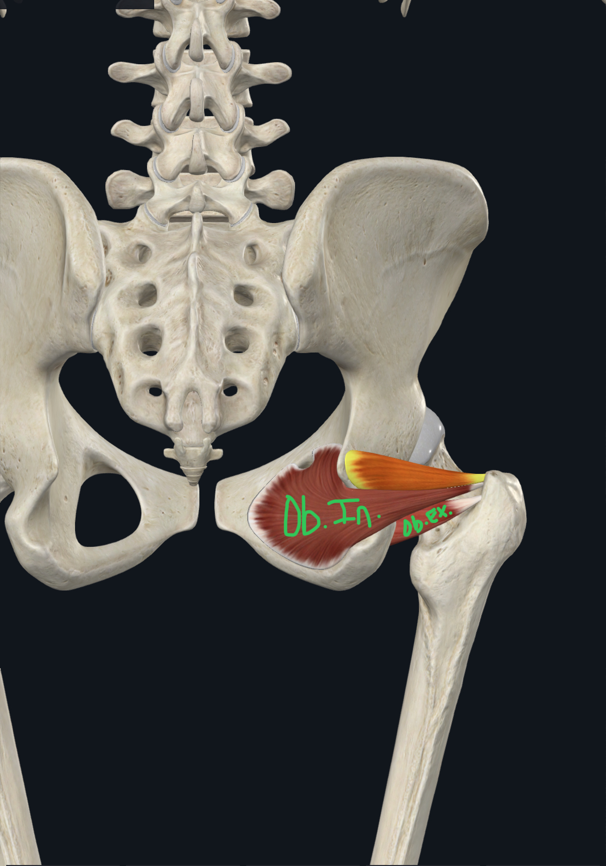 <p>Dorsal surface of the ischial spine</p>