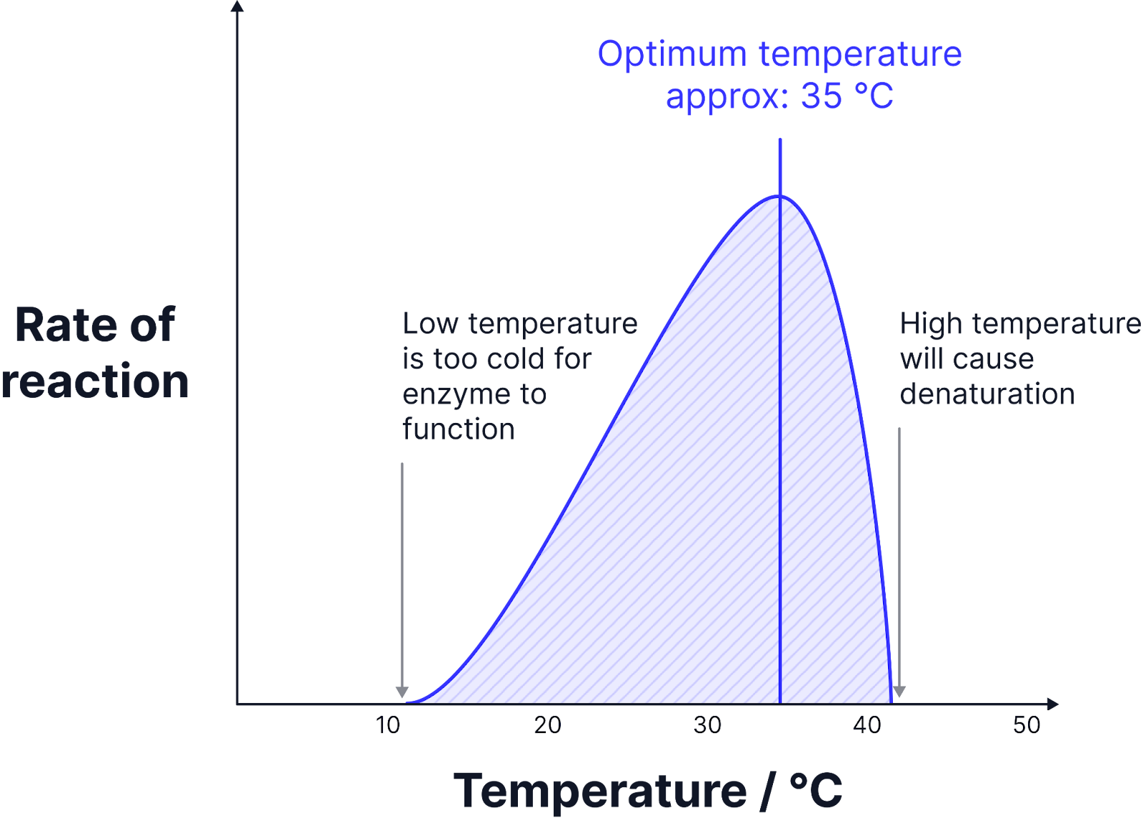 <p>As temperature increases the rate of reaction increases. The substrate particles and enzymes gain more kinetic energy, so move faster, and collide more frequently.&nbsp;</p><p class="helperbird-reading-line-height-22">This results in more enzymes substrate complexes forming and a faster reaction rate, up to the optimum temperature.</p><p class="helperbird-reading-line-height-22">The optimum temperature is the temperature at which the enzyme rate of reaction is at its maximum.</p><p class="helperbird-reading-line-height-22">Above the optimum temperature the rate of reaction decreases. The bonds that hold the tertiary structure of the enzyme  start to vibrate more and break, changing it.</p><p class="helperbird-reading-line-height-22">The active site will have changed shape and is no longer complementary to the substrate.</p><p class="helperbird-reading-line-height-22">The enzyme has denatured and enzyme-substrate complexes cannot form.&nbsp;</p>