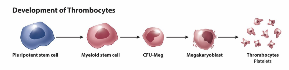 <p><strong>platelets (thrombocytes)</strong></p><ul><li><p>pieces of cytoplasm</p><ul><li><p>anucleate</p></li></ul></li><li><p>derived from _______</p><ul><li><p>50 um in diameter</p></li><li><p>polypoid </p></li><li><p>proplatelets into marrow sinusoids → platelets </p></li><li><p>thrombopoietin (TPO)</p></li></ul></li><li><p>150-400 k/uL</p></li><li><p>life span: 8-10 days</p></li><li><p>macrophages in spleen</p></li></ul><p></p>