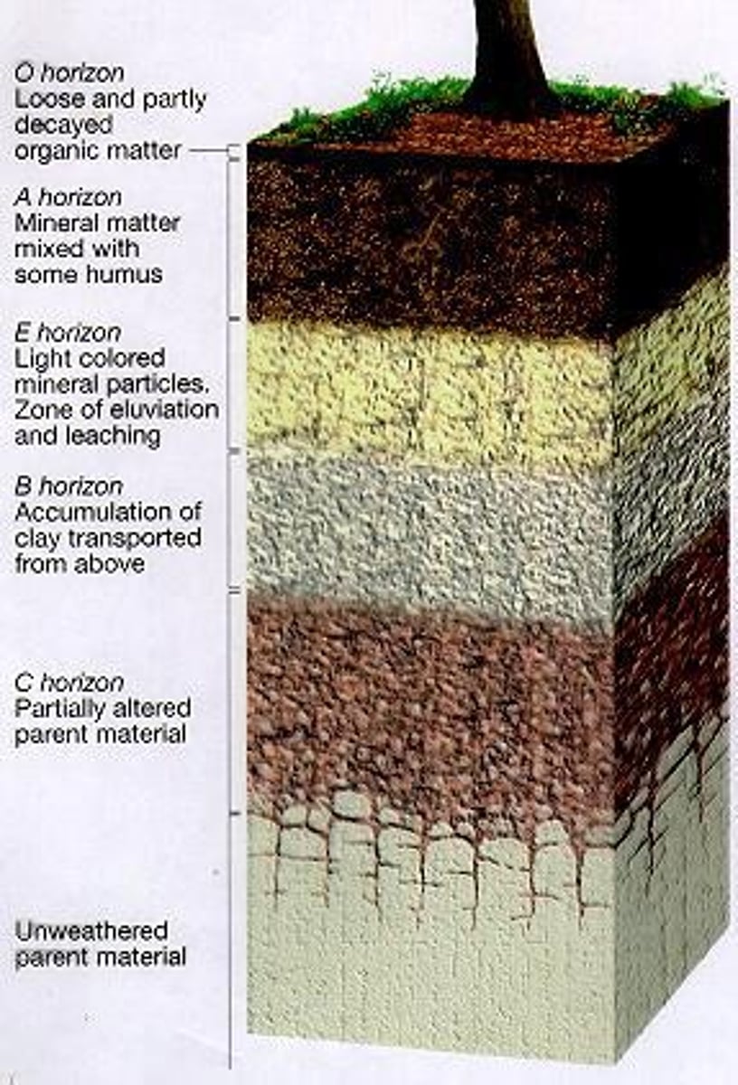 <p>Different forms of environmental contamination affecting ecosystems.</p>