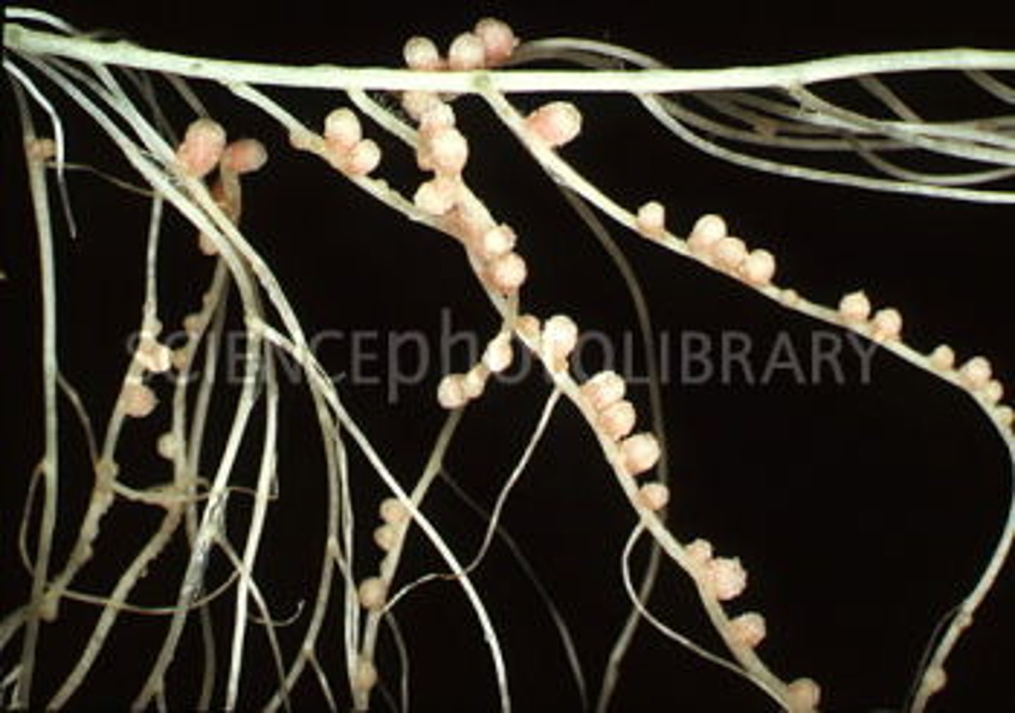 <p>- Nitrogen fixing bacteria that live inside root nodules</p><p>- They have a symbiotic relationship with the plant, like how the plant gains amino acids from Rhizobium, which are produced by fixing nitrogen gas in the air into ammonia in the bacteria. The bacteria gain carbohydrates produced by the plant during photosynthesis, which they use as an energy source.</p>