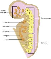 <p>-derived from occipital somites that migrate anteriorly and differentiate into myoblasts which give rise to the muscles of the tongue</p>